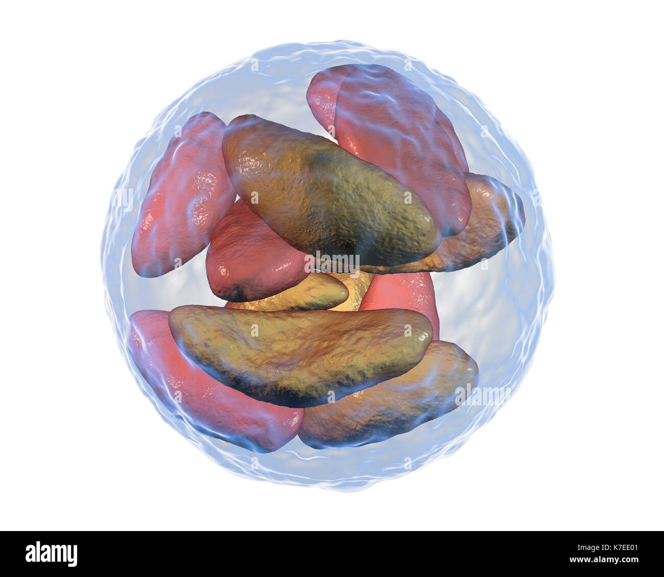Toxoplasma gondii in bradyzoites stage inside cyst, computer