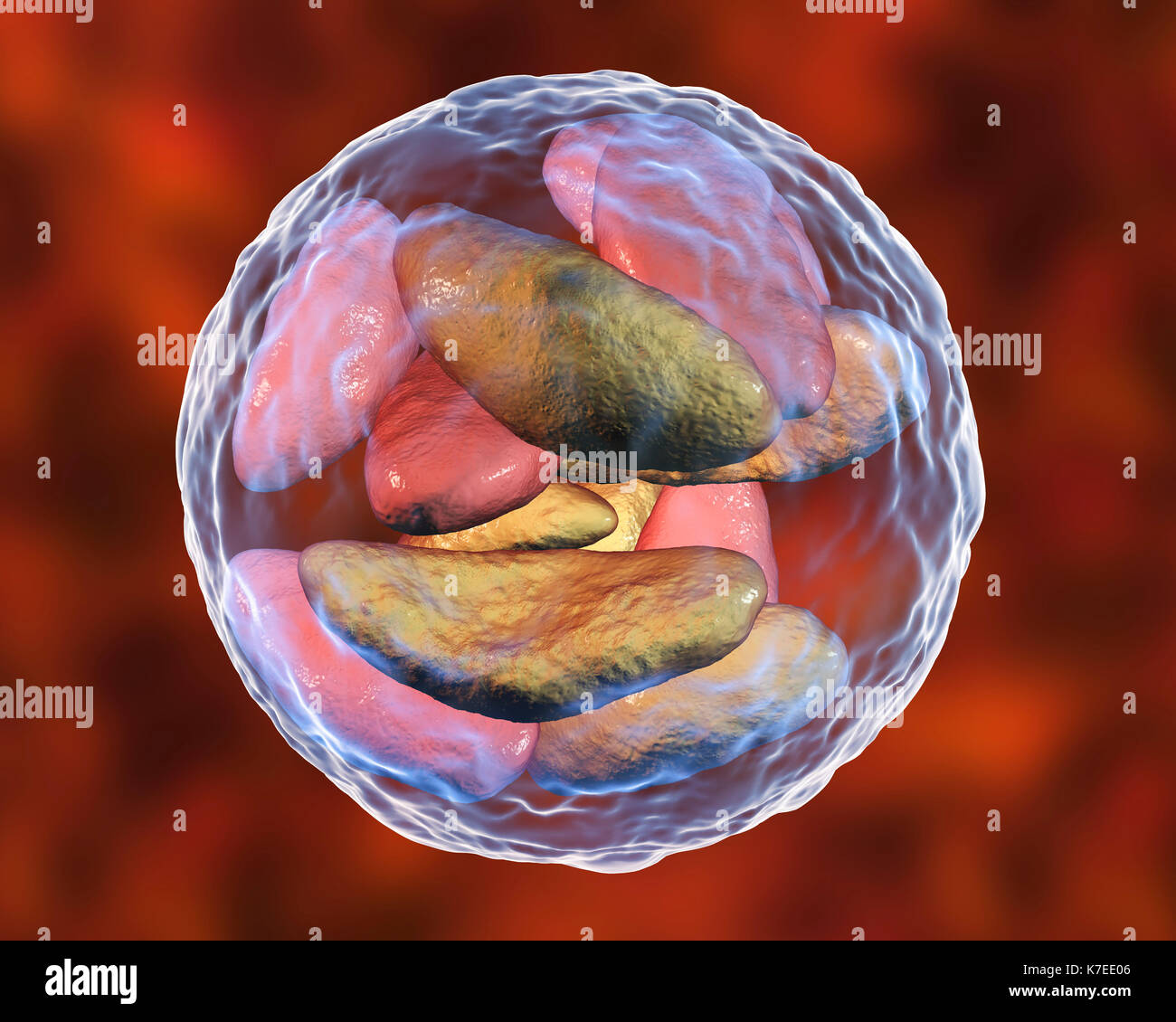 Toxoplasma Gondii Stock Photos & Toxoplasma Gondii Stock Images - Alamy