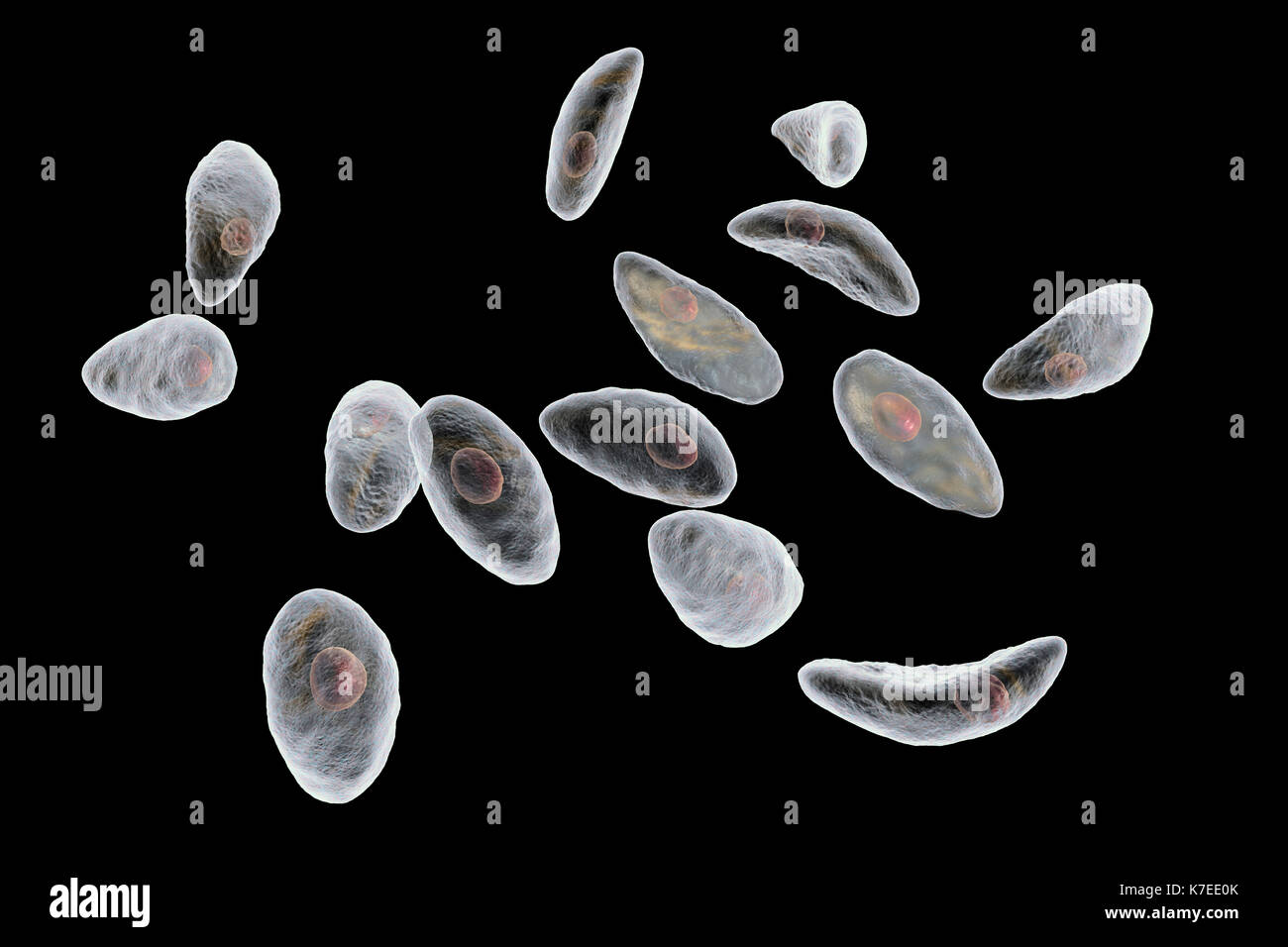 Toxoplasma Gondii Stock Photos & Toxoplasma Gondii Stock Images - Alamy