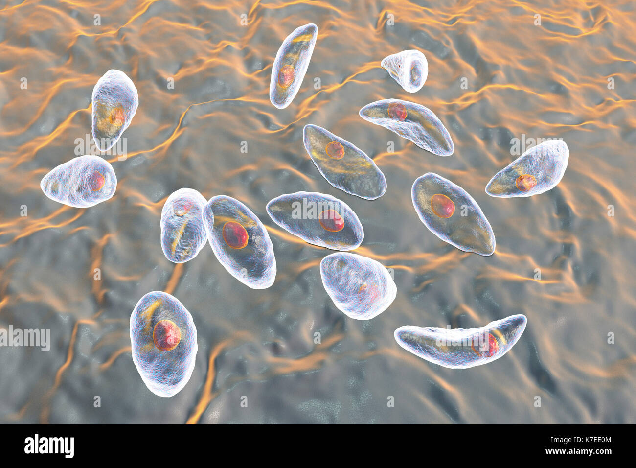 Toxoplasma Gondii Stock Photos & Toxoplasma Gondii Stock Images - Alamy