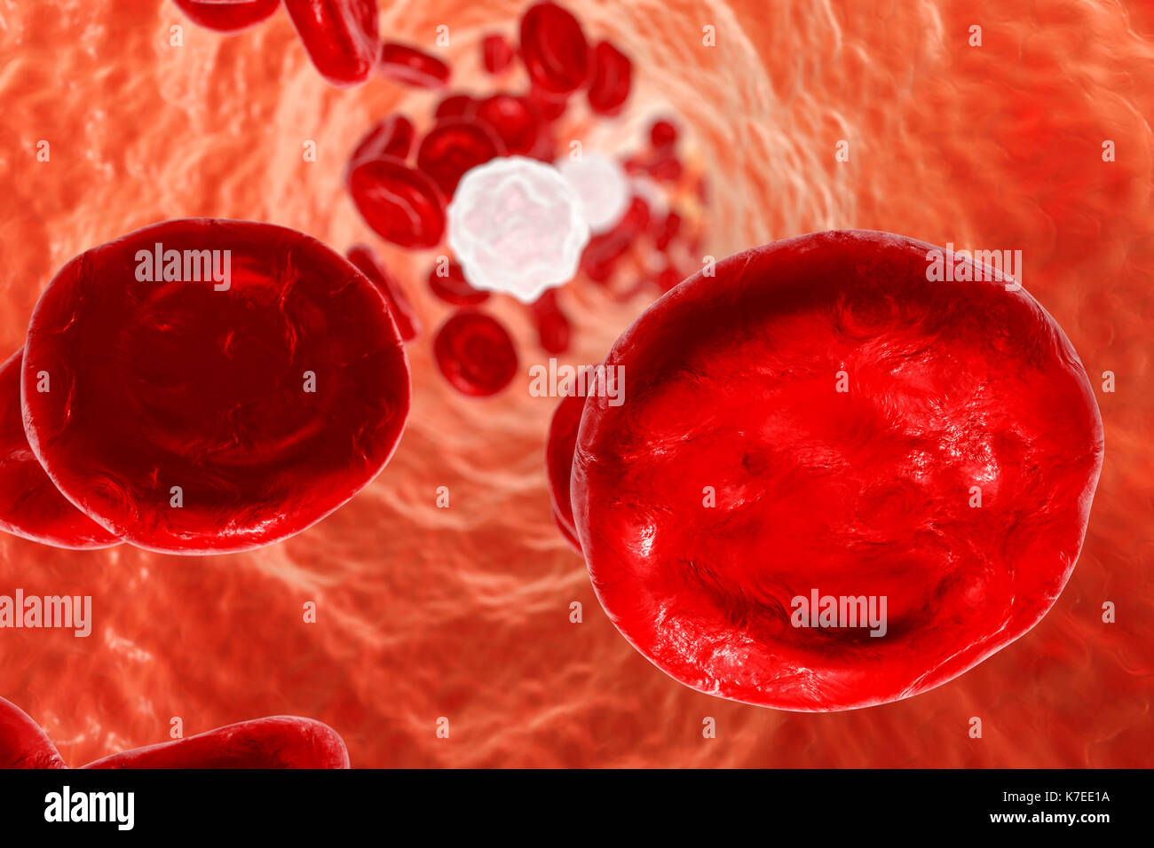 Blood vessel with blood cells, computer illustration. Red blood cells