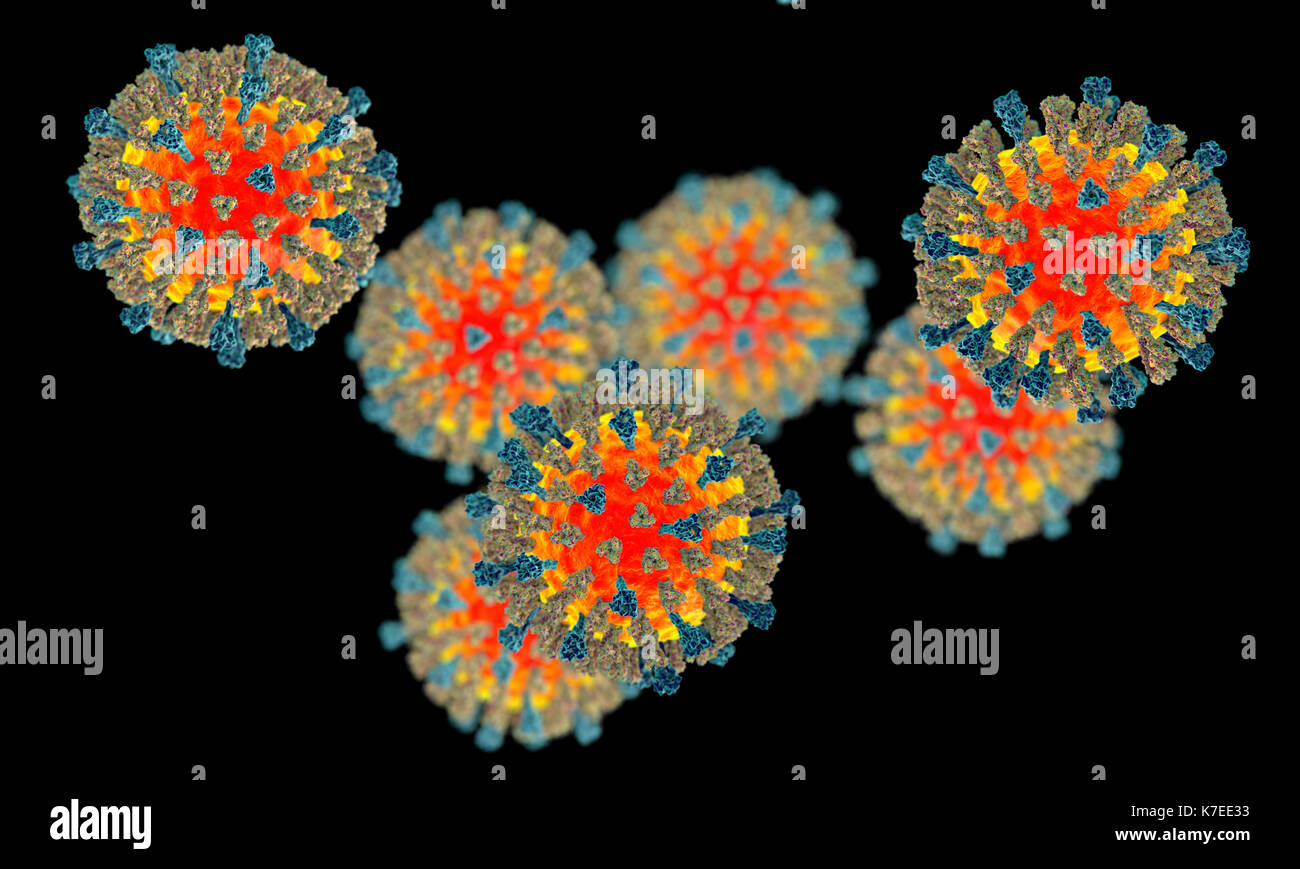Measles virus particle, computer illustration. This virus, from the Morbillivirus group of viruses, consists of an RNA (ribonucleic acid) core surrounded by an envelope studded with surface proteins haemagglutinin-neuraminidase and fusion protein, which are used to attach to and penetrate a host cell. Measles is a highly infectious itchy rash with a fever. It mainly affects children, and one attack usually gives life-long immunity. Stock Photo