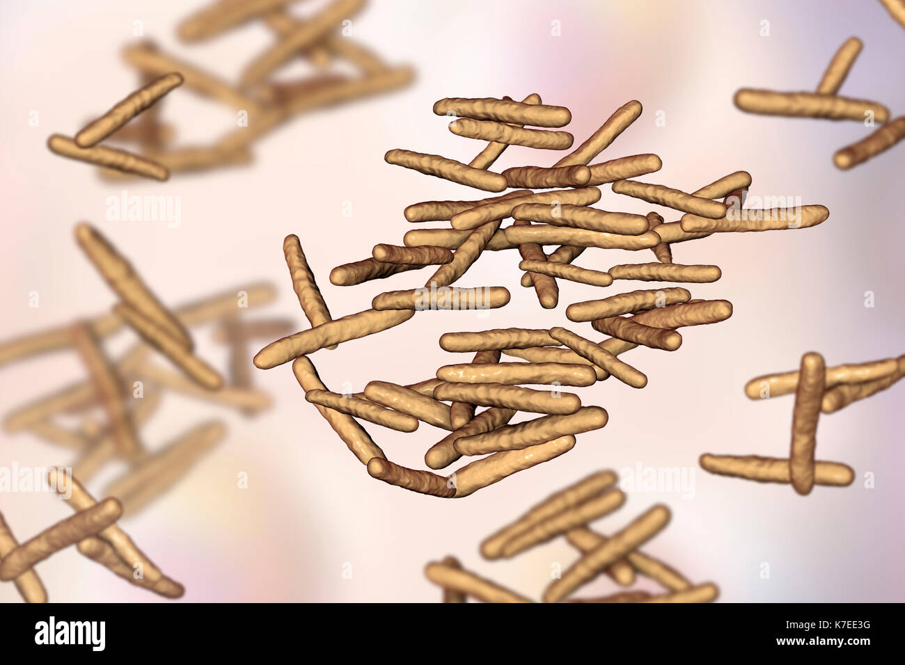 Mycobacterium avium complex hi-res stock photography and images - Alamy