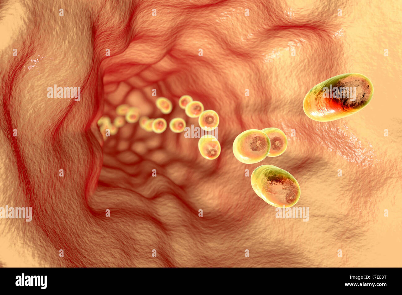 Medicines in oesophagus, oral delivery of drugs, computer illustration. Stock Photo
