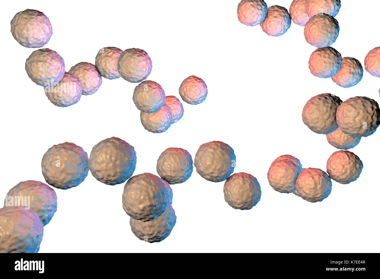 Streptococcus pyogenes bacteria. 3D computer illustration of Streptococcus pyogenes, or group-A Streptococcus, bacteria. S. pyogenes is a gram-positive spherical (coccus) bacteria. Many humans may carry it harmlessly in their throat or on the skin. Pathogenic strains can cause mild skin infections such as impetigo, uterine infection after childbirth, and blood poisoning (septicaemia). However, they can occasionally cause severe and even life-threatening disease - Streptococcus group A1 can be a deadly form of flesh eating bacteria. Stock Photo