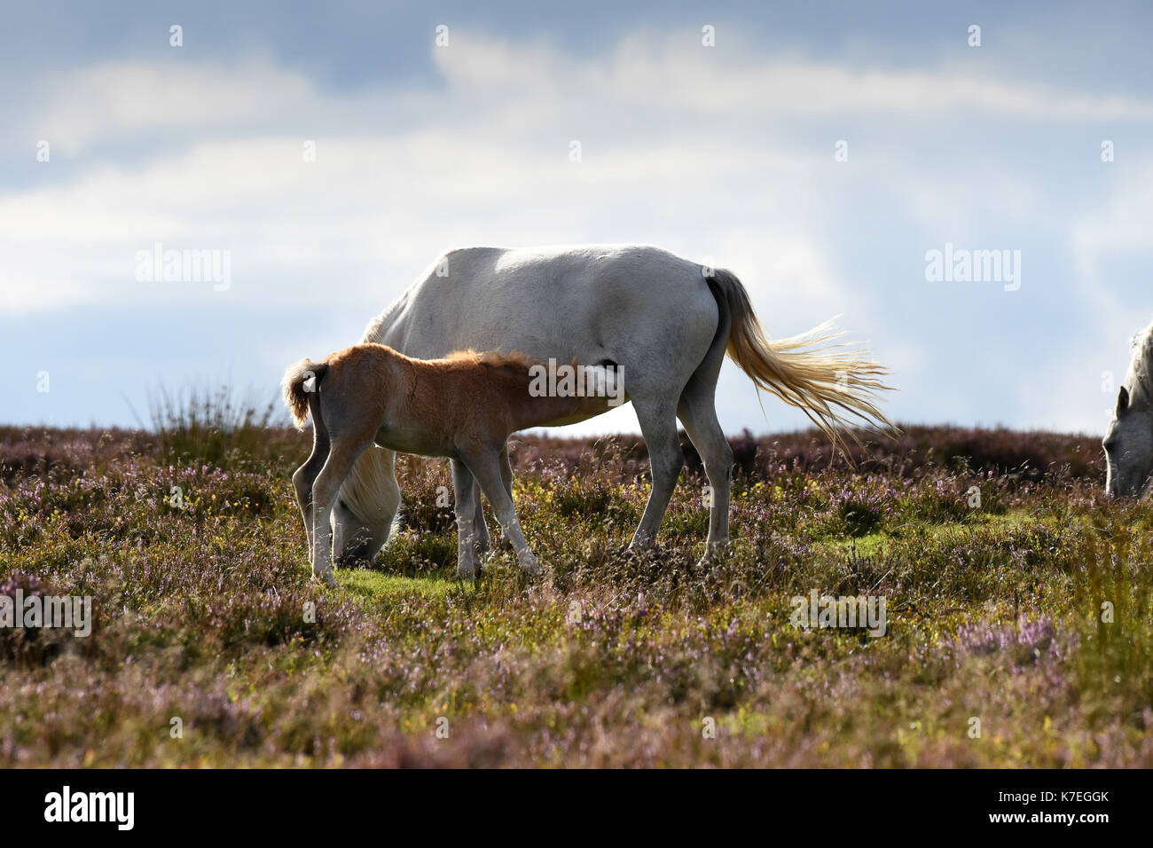 Wild horses and foal feeding on The Long Mynd in Shropshire, England, Uk 2017 Stock Photo