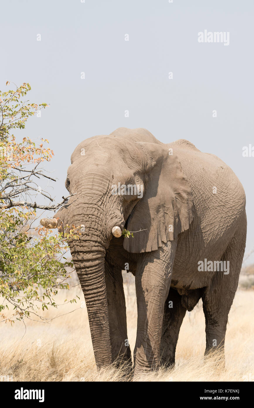 Namibias national animal hi-res stock photography and images - Alamy