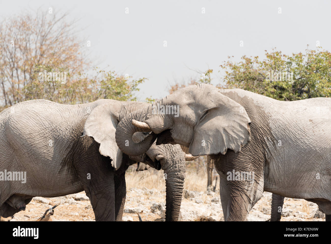 Elephant in Namibia's Etosha National Park Stock Photo