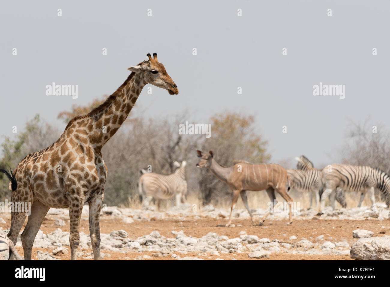 Elephant, kudu, giraffe, and springbok gather at a water hole in Etosha National Park, Namibia Stock Photo