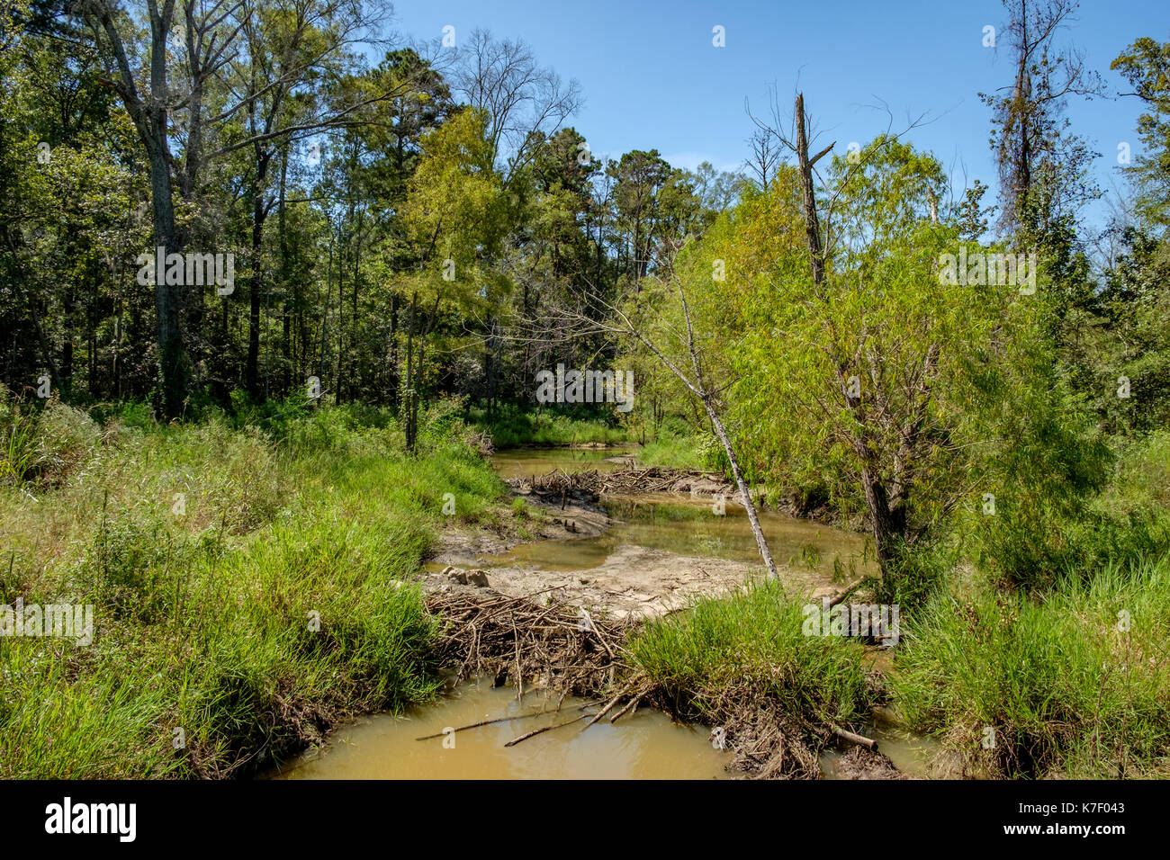 Two small beaver dams on Milly's Creek in Pike Road, a growing urban area in rural Alabama, USA. The dams can be seen from Vaughn Road, AL 110. Stock Photo