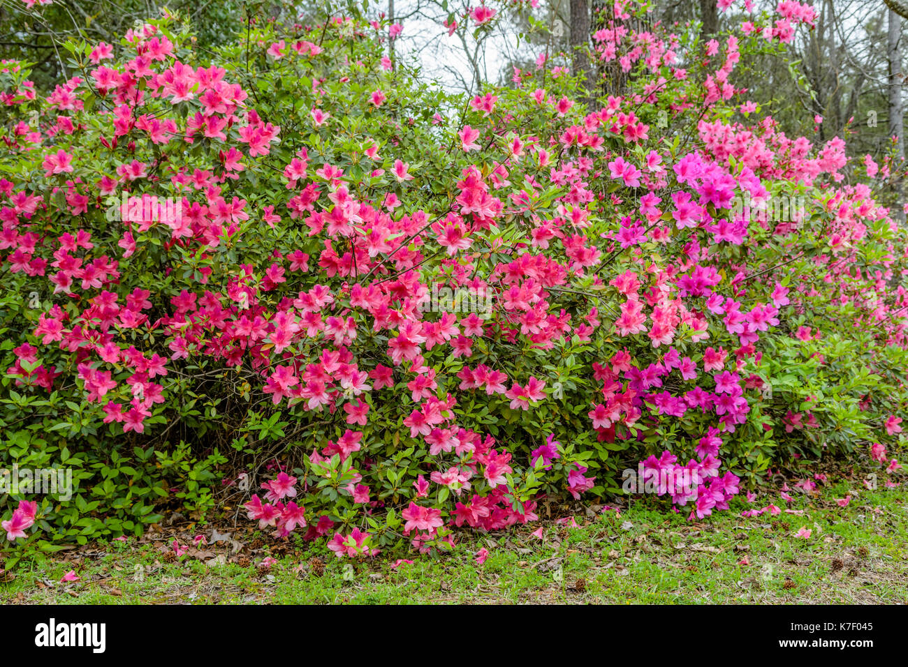 Large grouping of red and pink azaleas growing wild along a central Alabama highway. Stock Photo