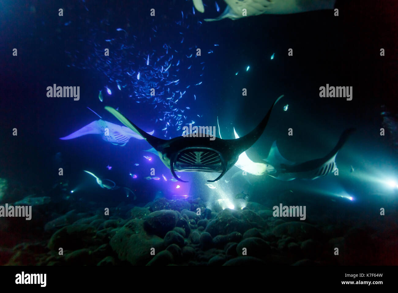 Colorful closeup of giant manta ray at night in tropical waters Stock Photo
