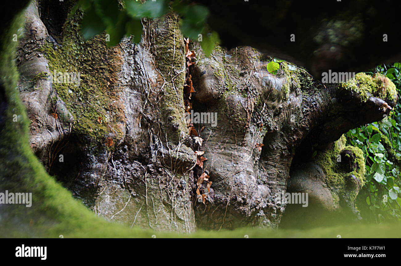 Grafted Hanging Beech In Endsleigh Hotel Gardens Stock Photo Alamy
