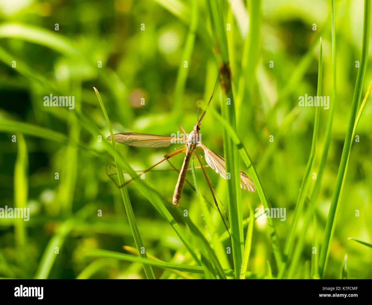 daddy long legs crane fly Tipulidae close up; England; UK Stock Photo Alamy