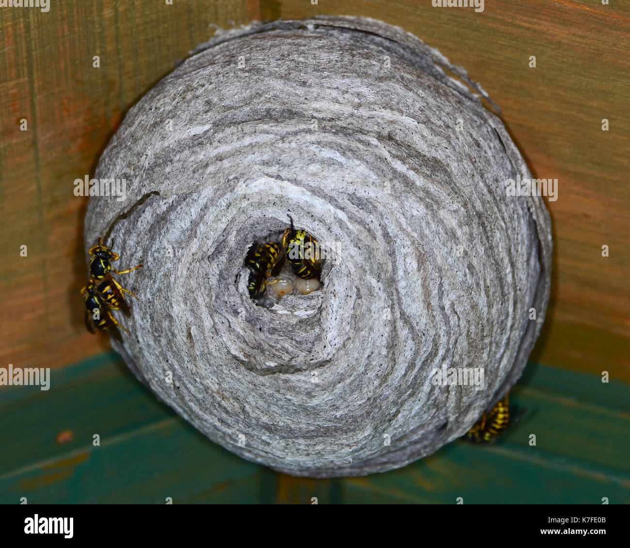 Closeup of a paper wasp nest with wasps and larva hanging from the eves of a garage in Speculator, New York USA Stock Photo