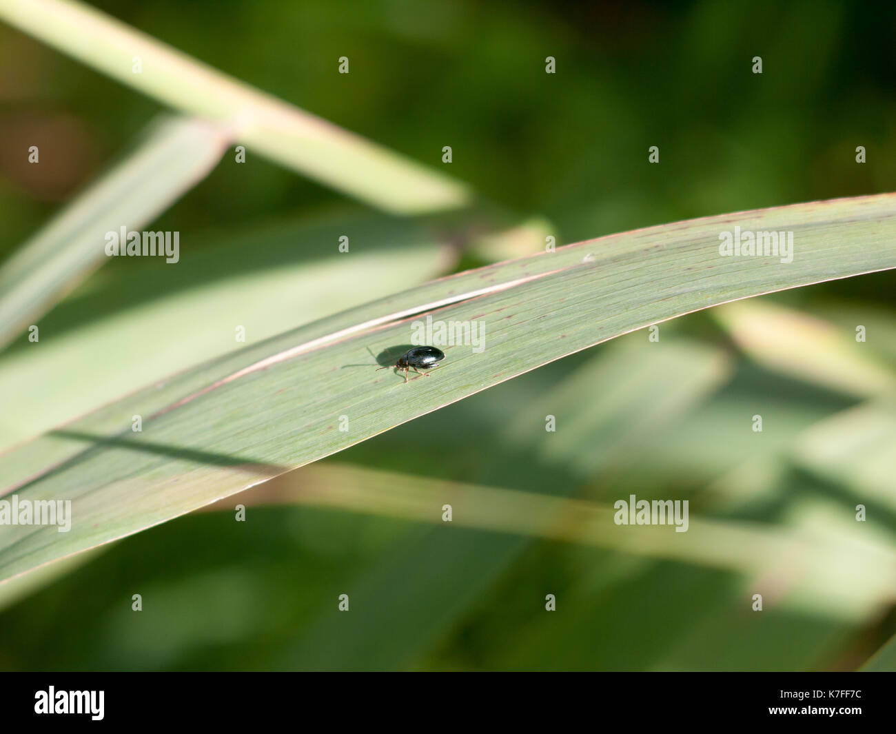 Small green insect blue mint leaf beetle - Chrysolina coerulans; England; UK Stock Photo