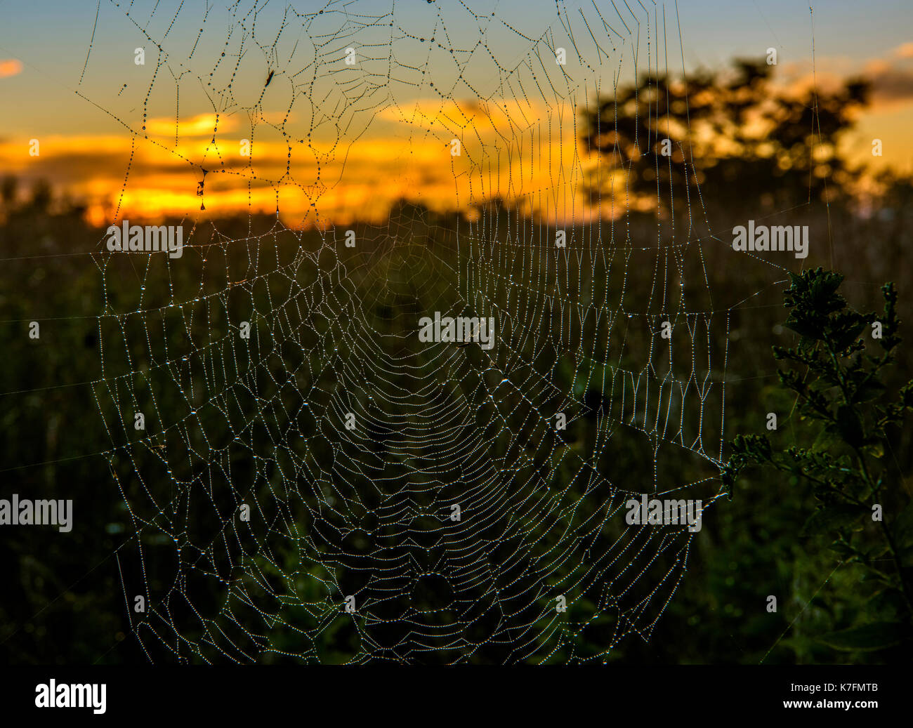 Water drops on the spider web during sunrise in the forest. Beautiful sunrise colors Stock Photo