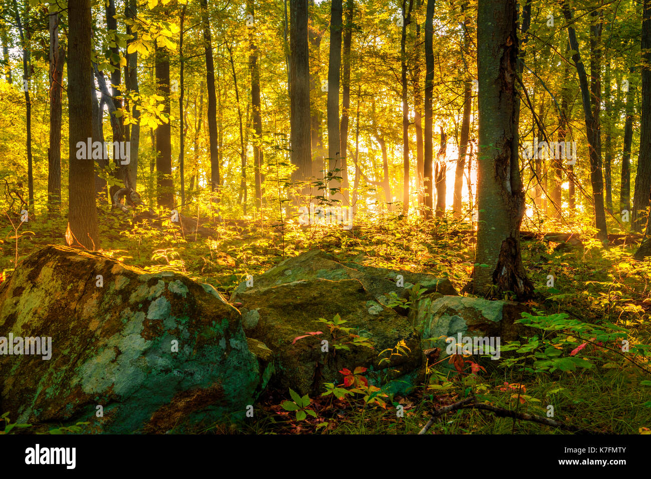 Peaceful Morning Scene In The Forest With Sun Rays Through The Trees Stock Photo Alamy