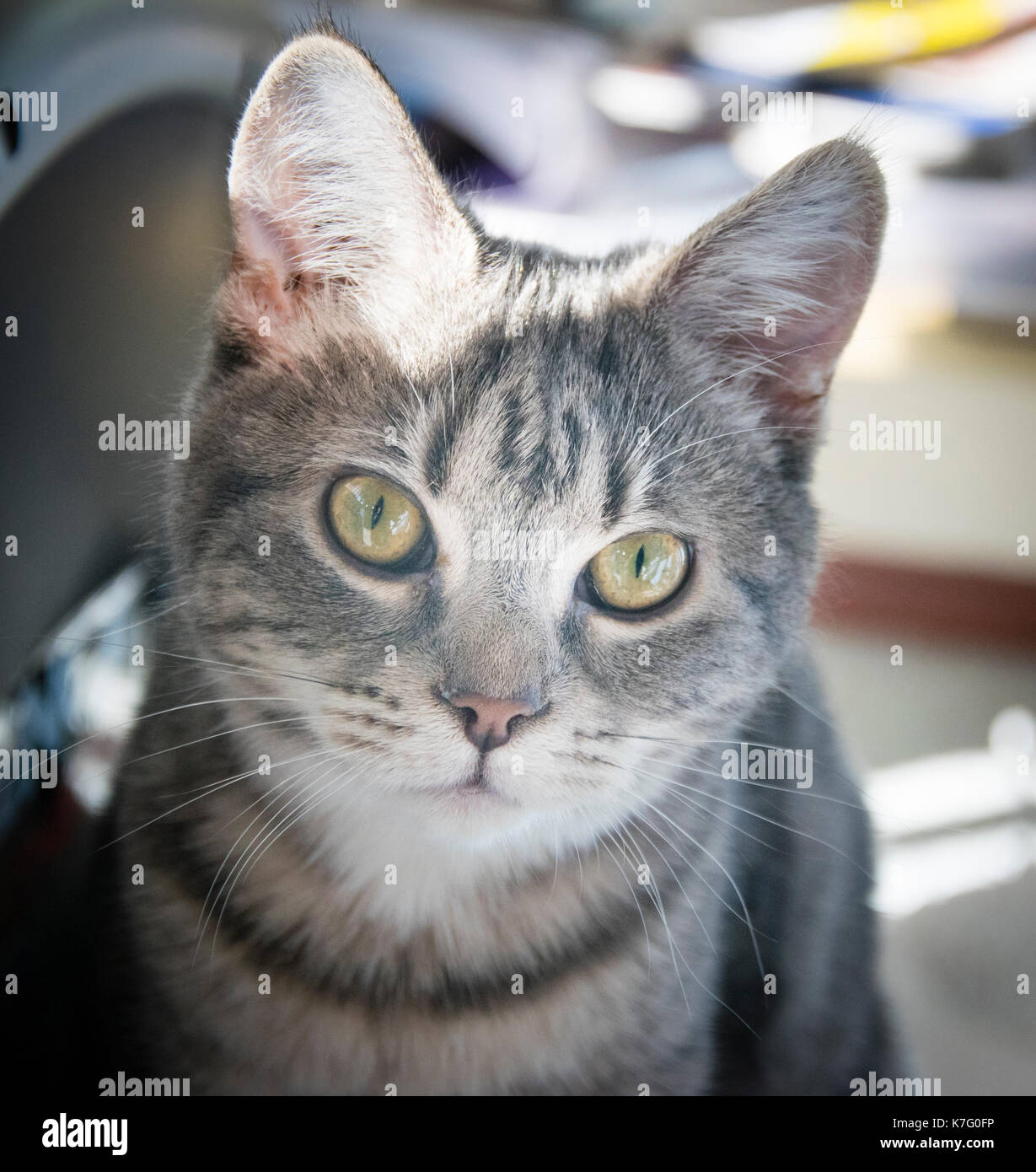 Cat portrait, grey tubby, green eyes.  Close up, cute kitten portrait, grey tubby, green eyes. Stock Photo