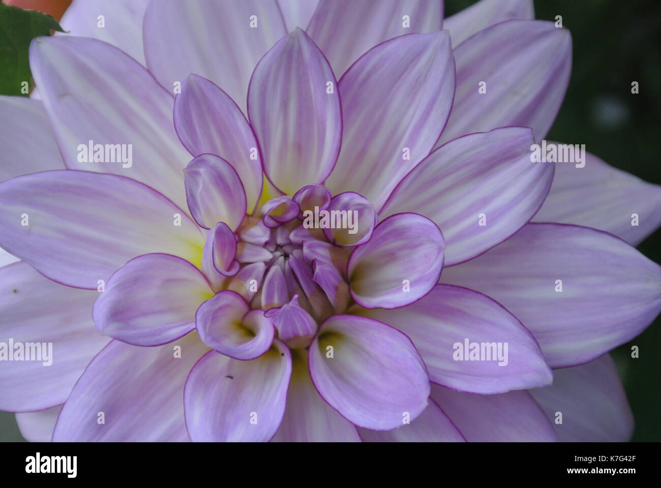 Garden flower nature hi-res stock photography and images - Alamy