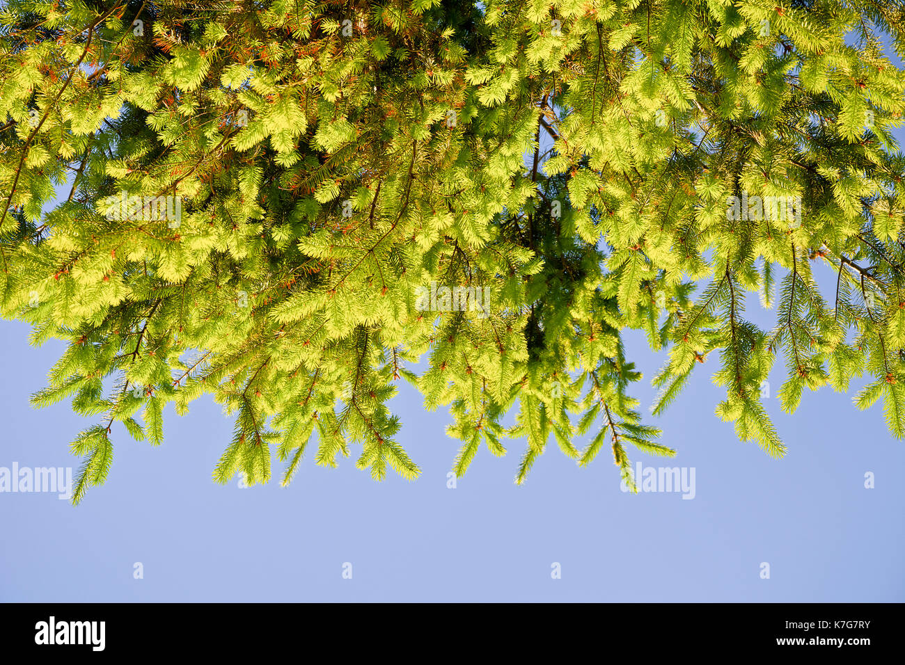 Branches of fir with young shoots against the sky. Fir branches illuminated by the afternoon sun. Stock Photo