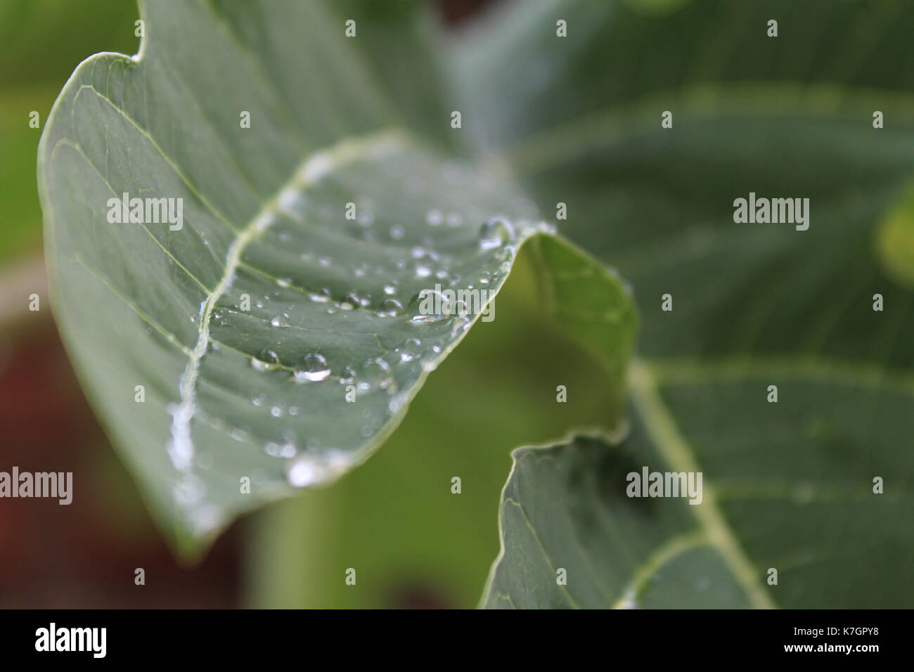 Droplets on leaves , Leaves & Drops , Monsoon , Greenery , Papaya leaf Stock Photo
