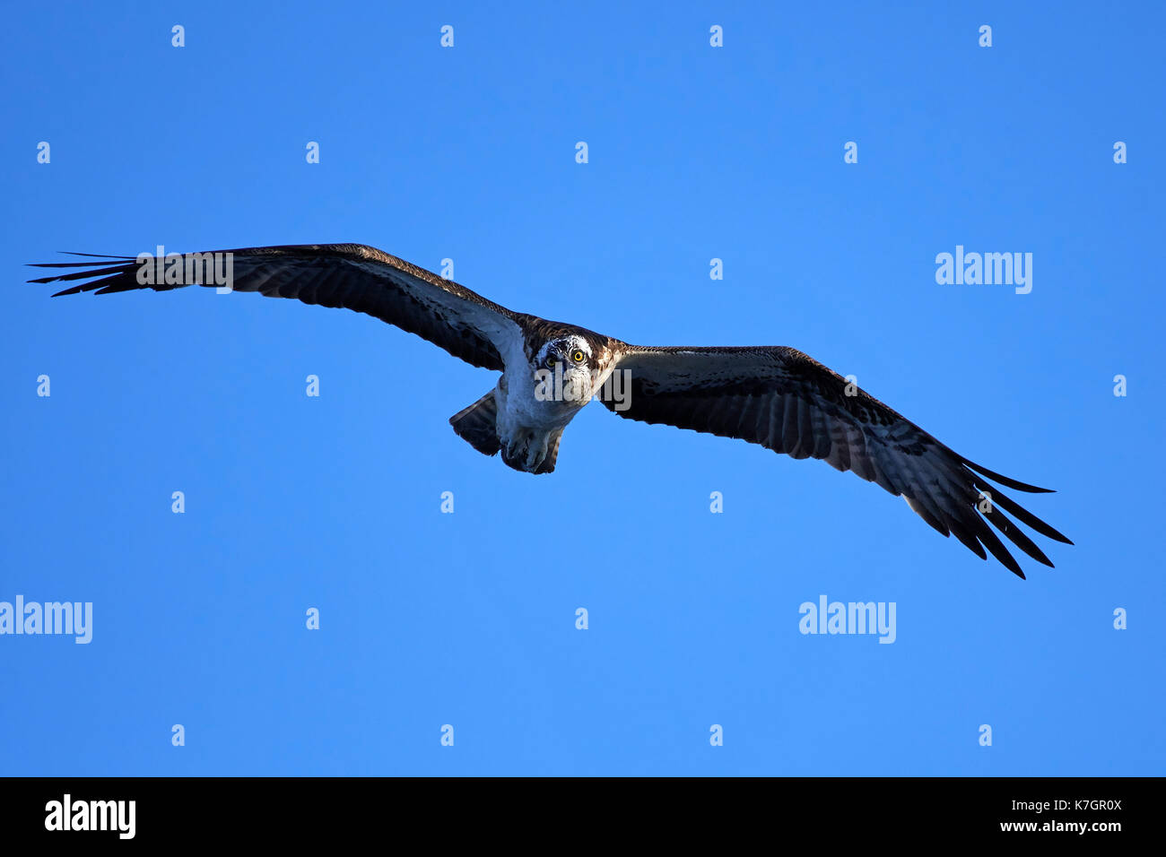 Osprey in flight with blue skies in the background Stock Photo - Alamy