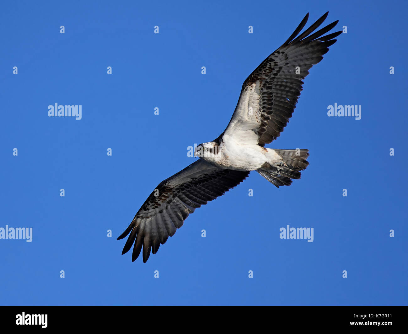 Osprey in flight with blue skies in the background Stock Photo - Alamy