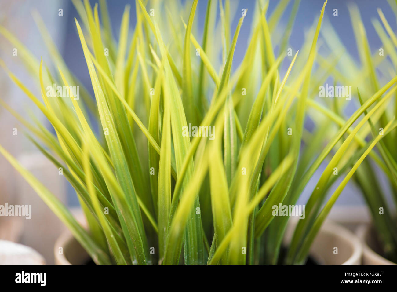 Blades grass hires stock photography and images Alamy
