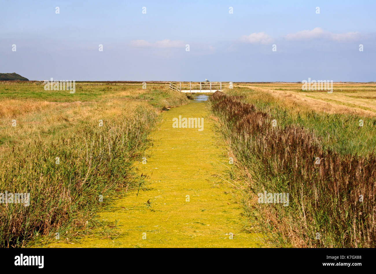 A view of a weed choked dyke on coastal marshes in North Norfolk at Salthouse, Norfolk, England, United Kingdom. Stock Photo