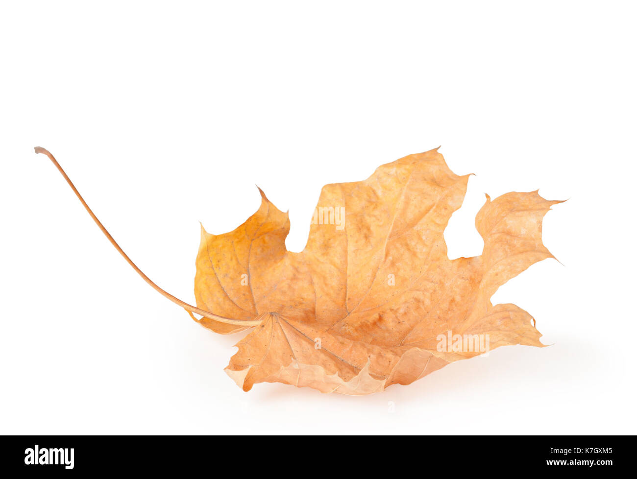 Autumn dry maple leaf on white background Stock Photo - Alamy