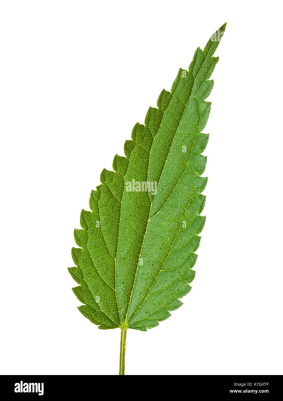 Pokrzywa (Urtica dioica)