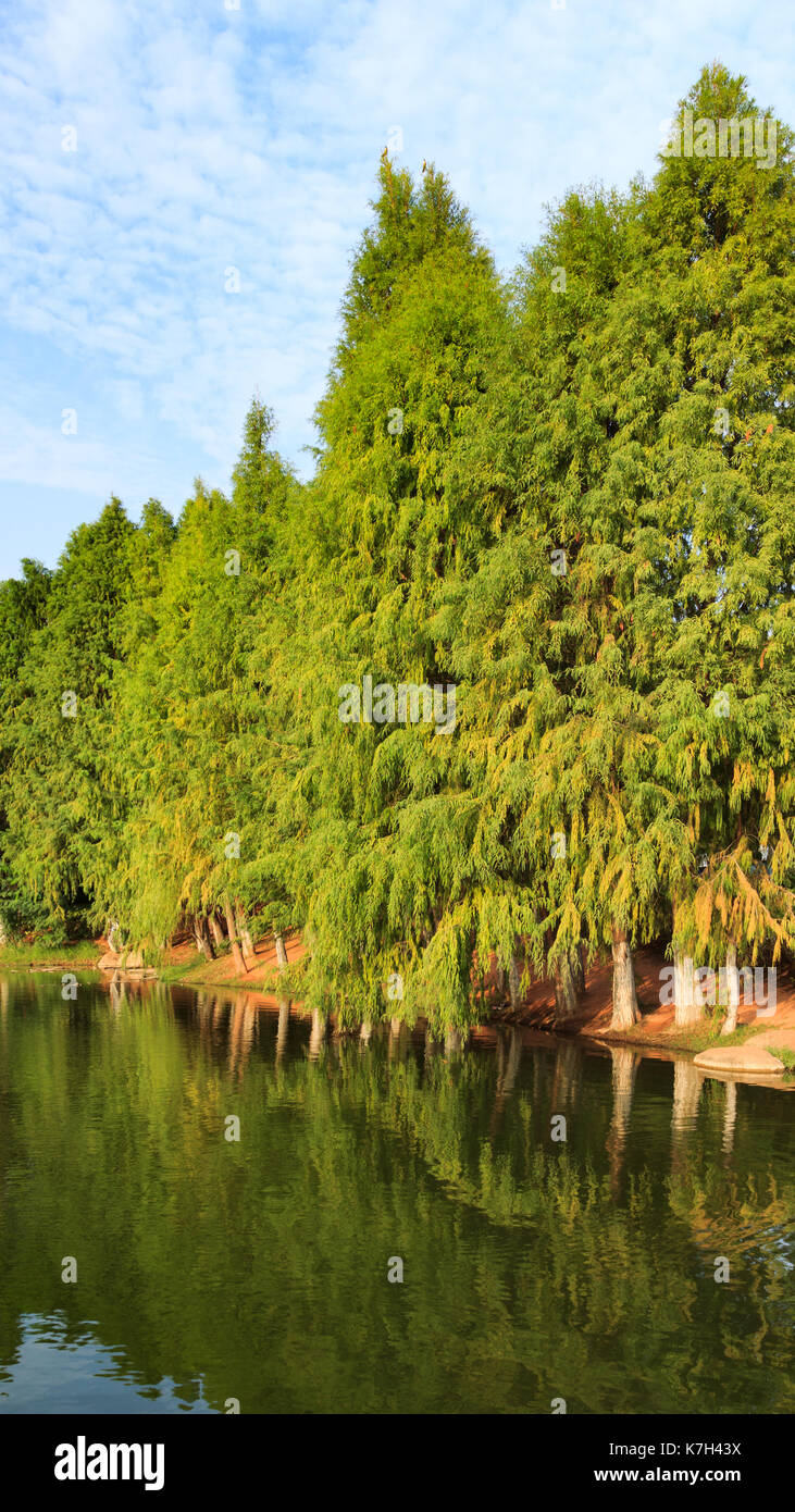 Green trees by lake hi-res stock photography and images - Alamy