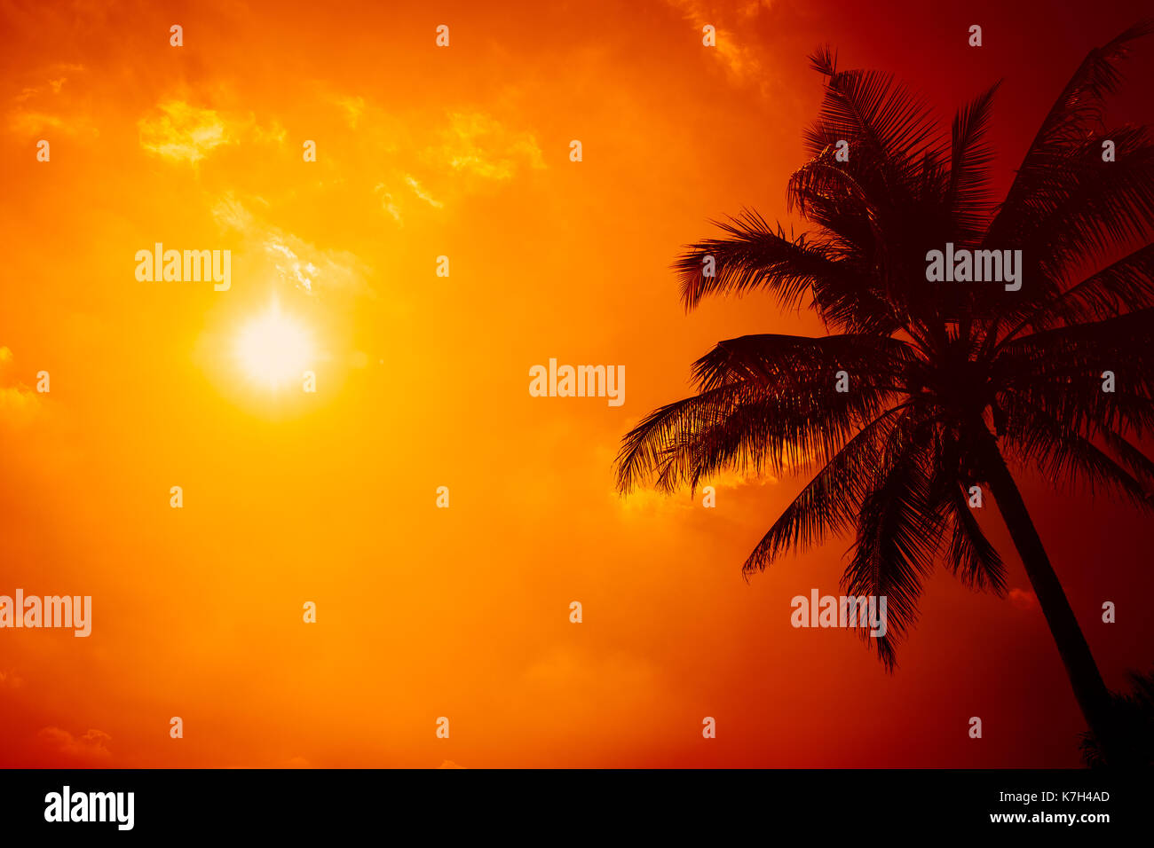 summer season at the beach, silhouette palm tree with clear sunny sky with extreme hot sunshine day background. Stock Photo