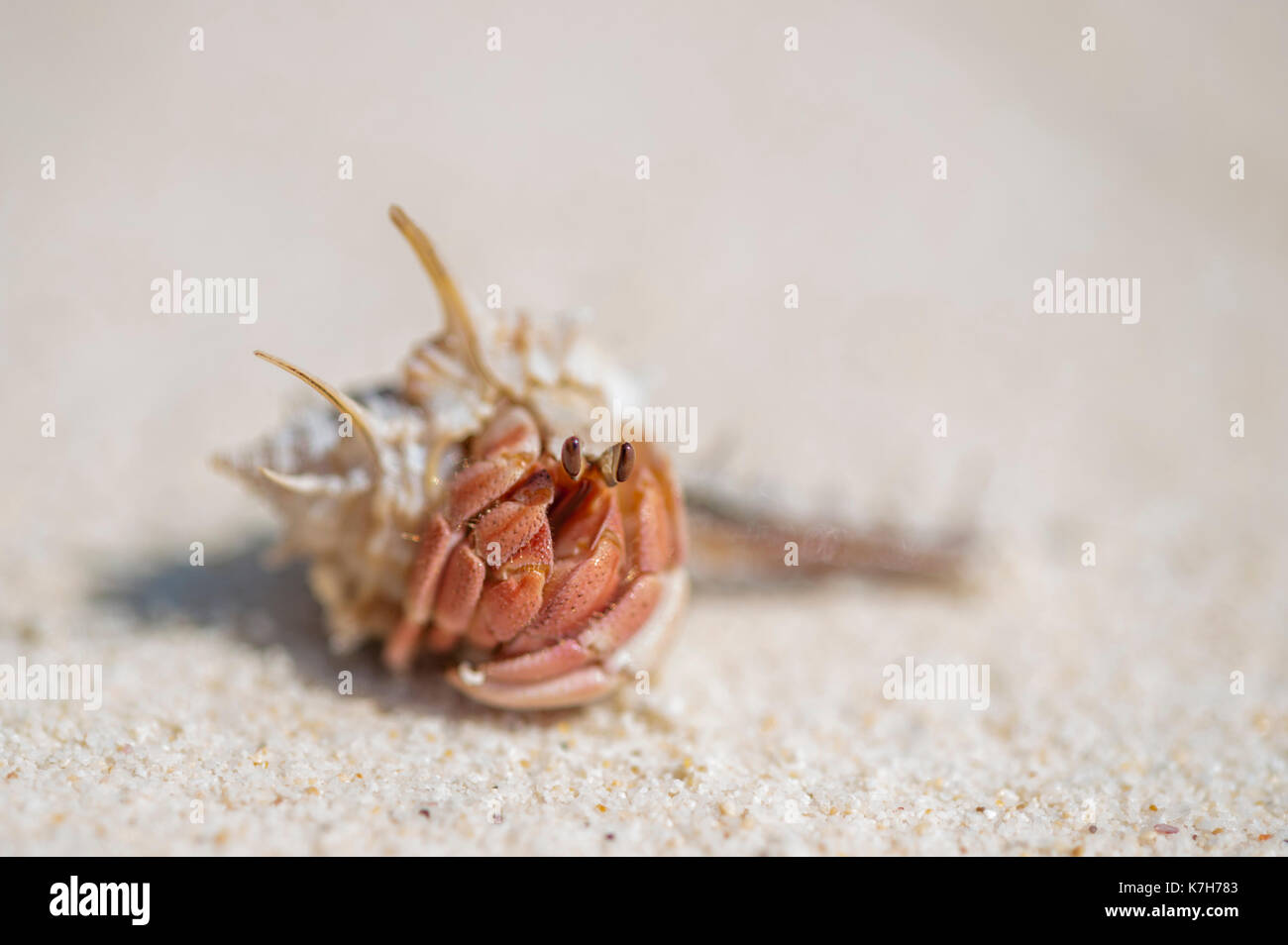 Hermit crab on the beach, Thailand. Stock Photo