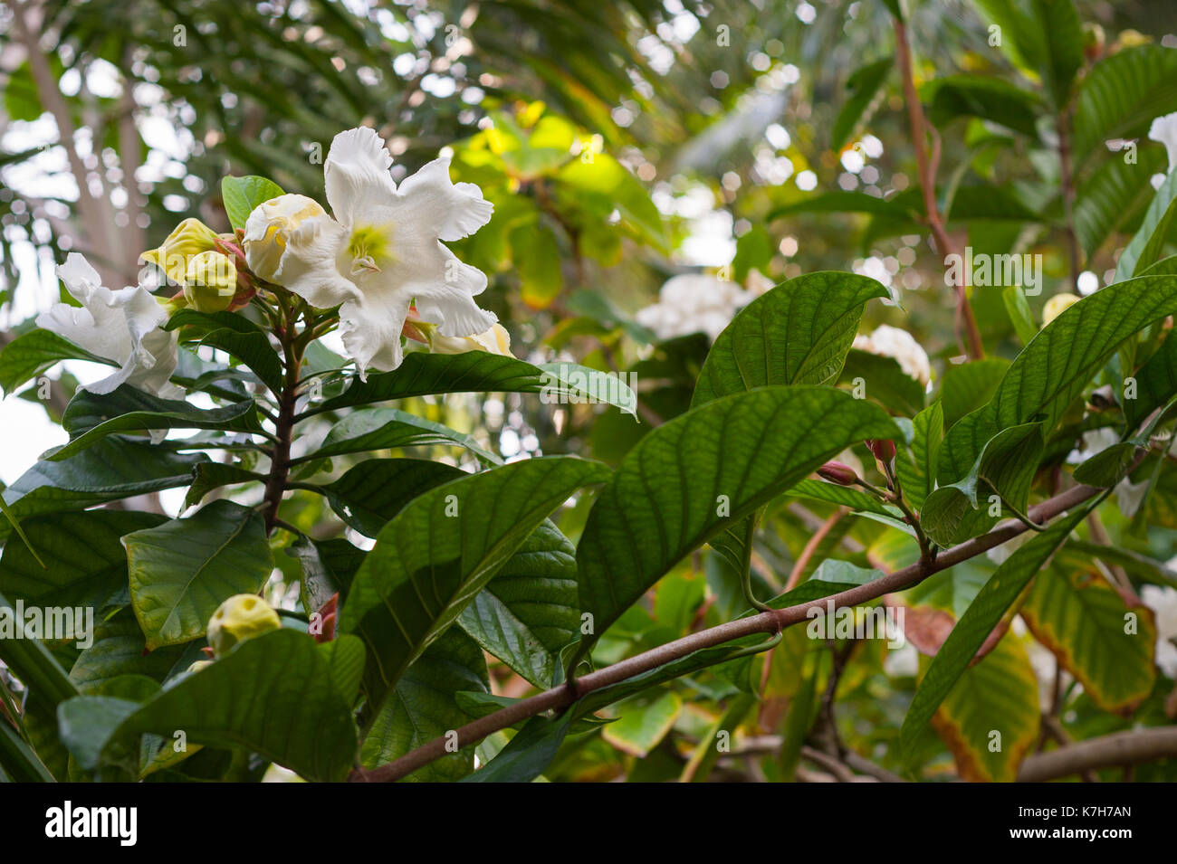 Beaumontia grandiflora, Ko Samui,Thailand, Southeast Asia Stock Photo