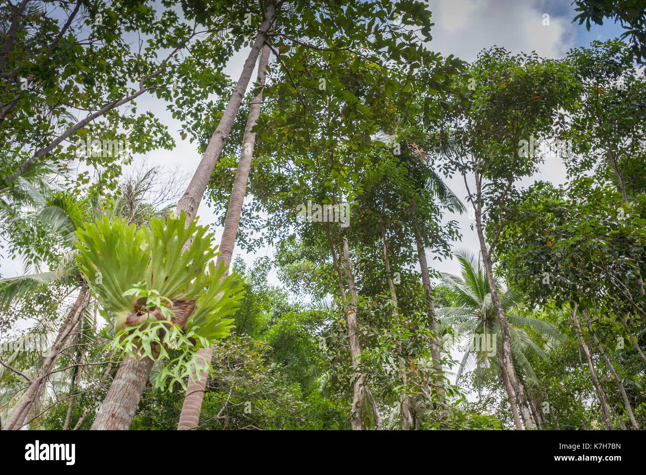 Giant staghorn fern hi-res stock photography and images - Alamy