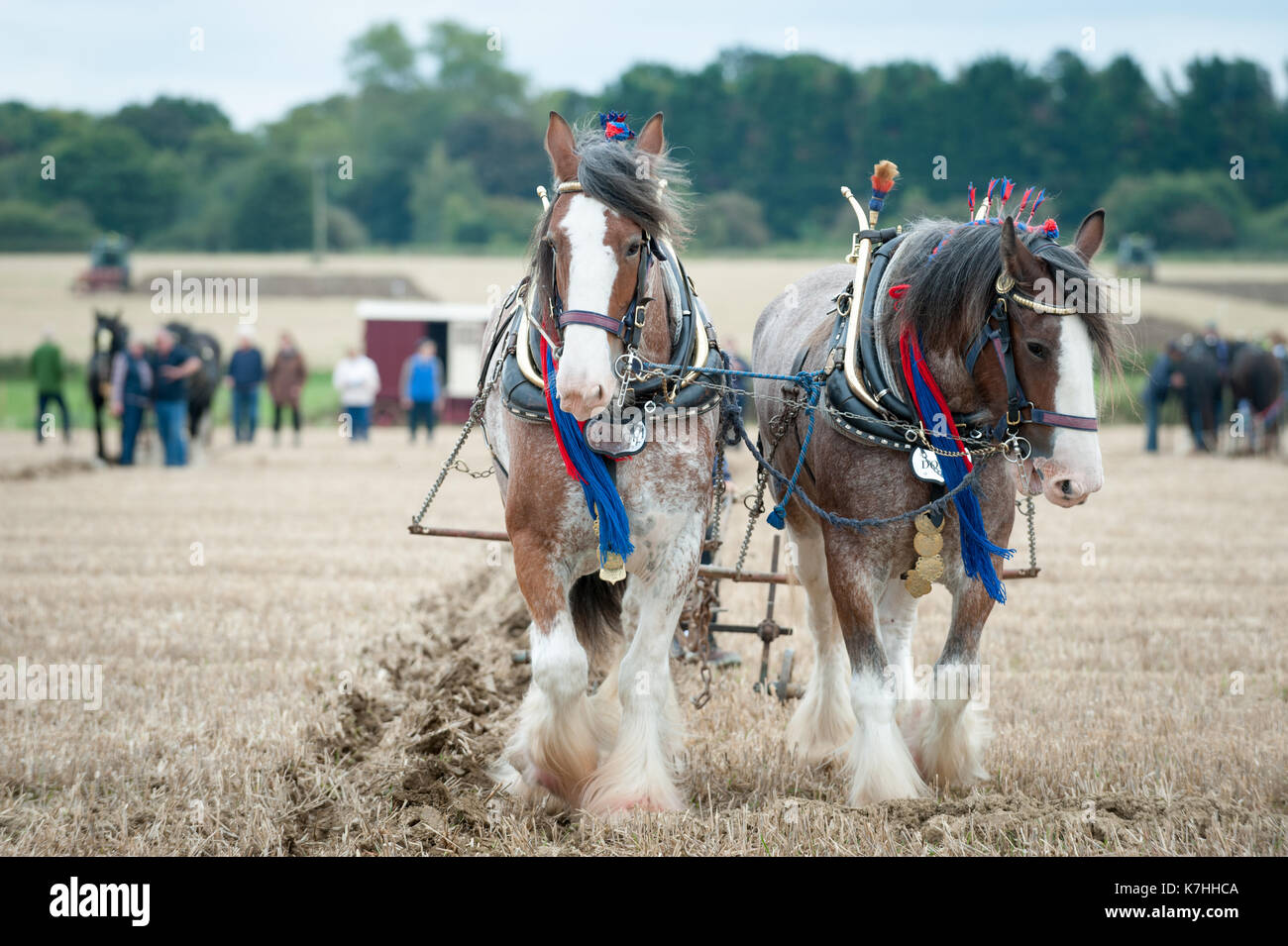 Horse plough pulling pull hires stock photography and images Alamy