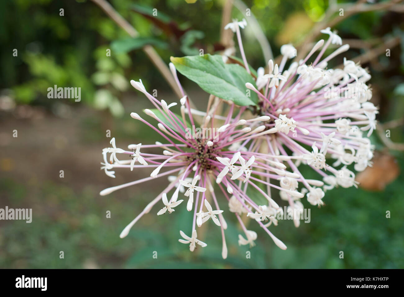 Tropical white flower thailand hi-res stock photography and images - Alamy