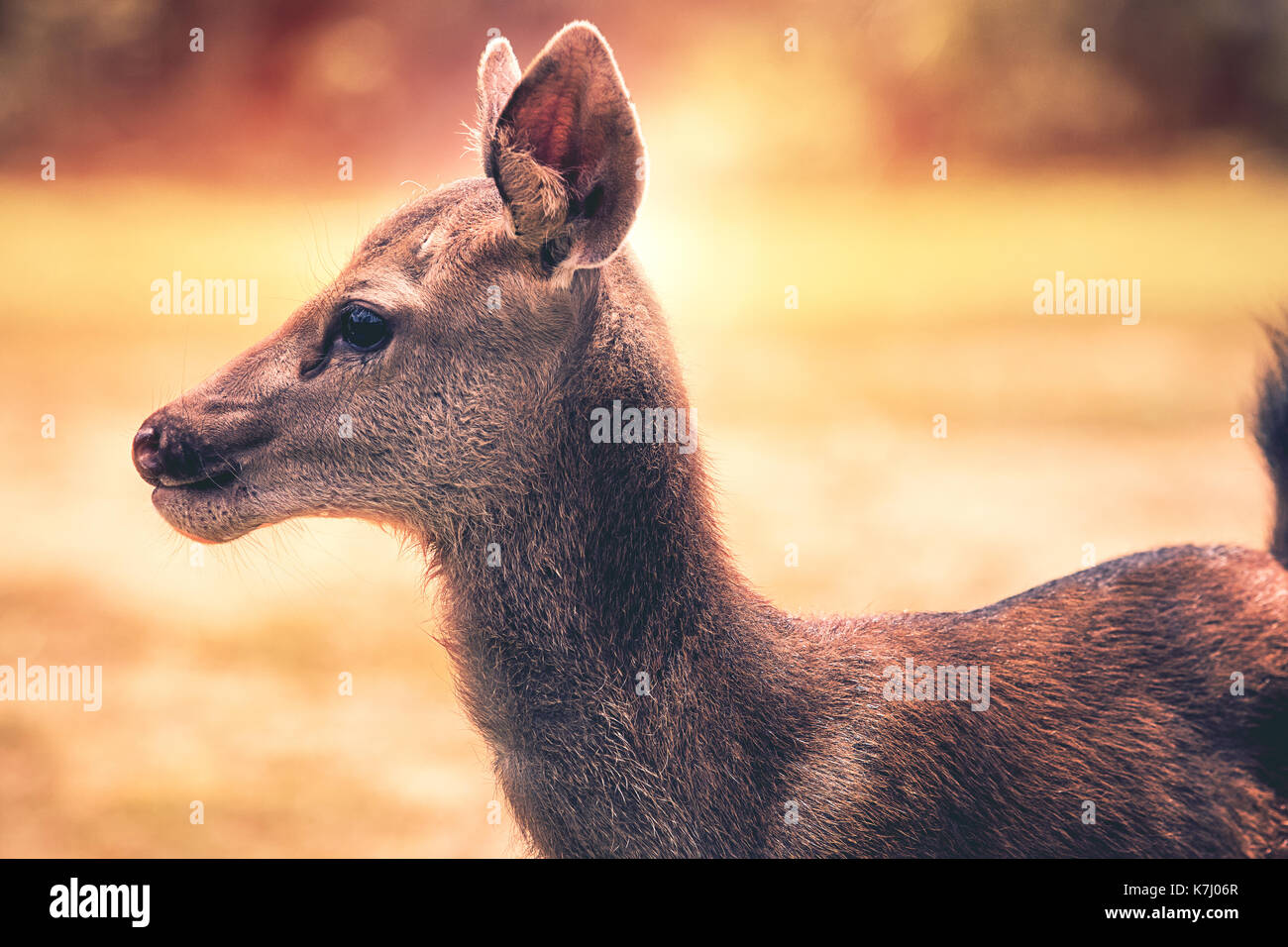 close up face sambar deer in wilderness Stock Photo