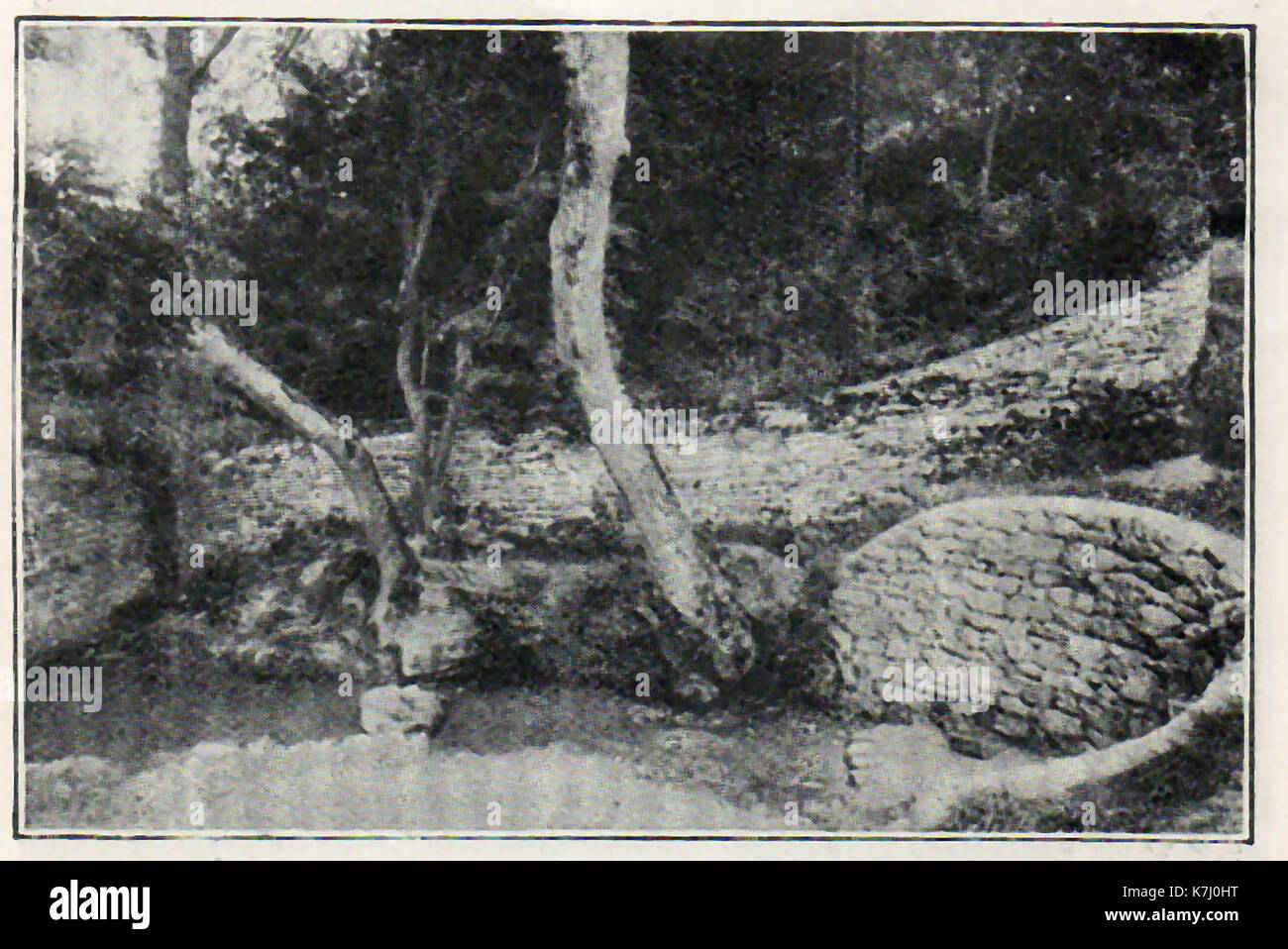 A 1914 historic photograph of the (sometimes disputed) source of the river Thames (London) near village of Kemble in the Cotswold hills, Gloucestershire.The spring is named Thames Head Stock Photo