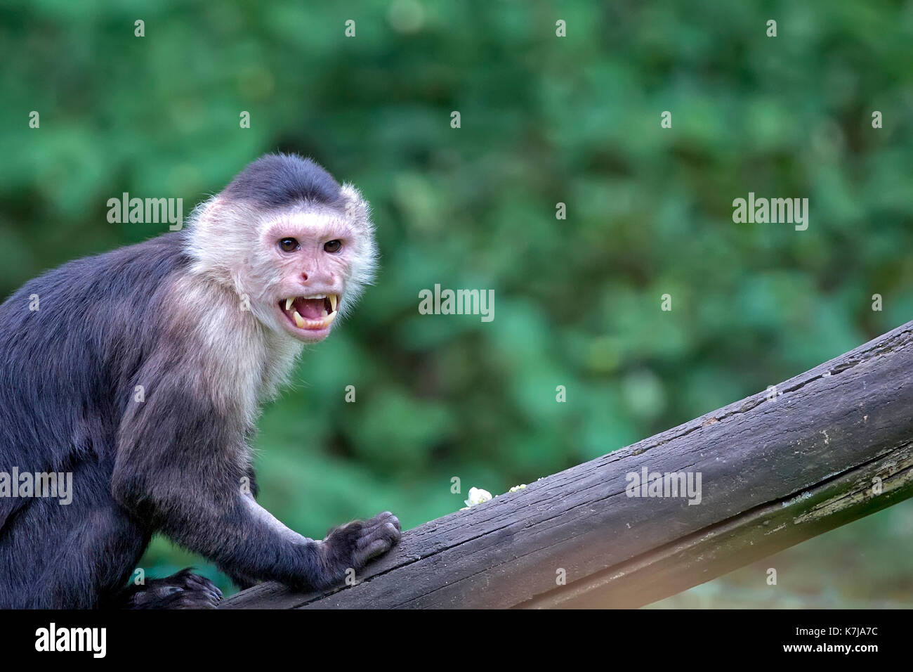 White-throated Capuchin in the wild, a portrait Stock Photo