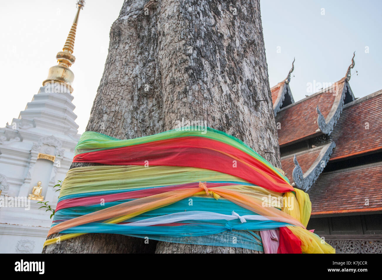 Spirit Tree at Wat Chedi Luang Temple in Chiang Mai, Thailand Stock Photo