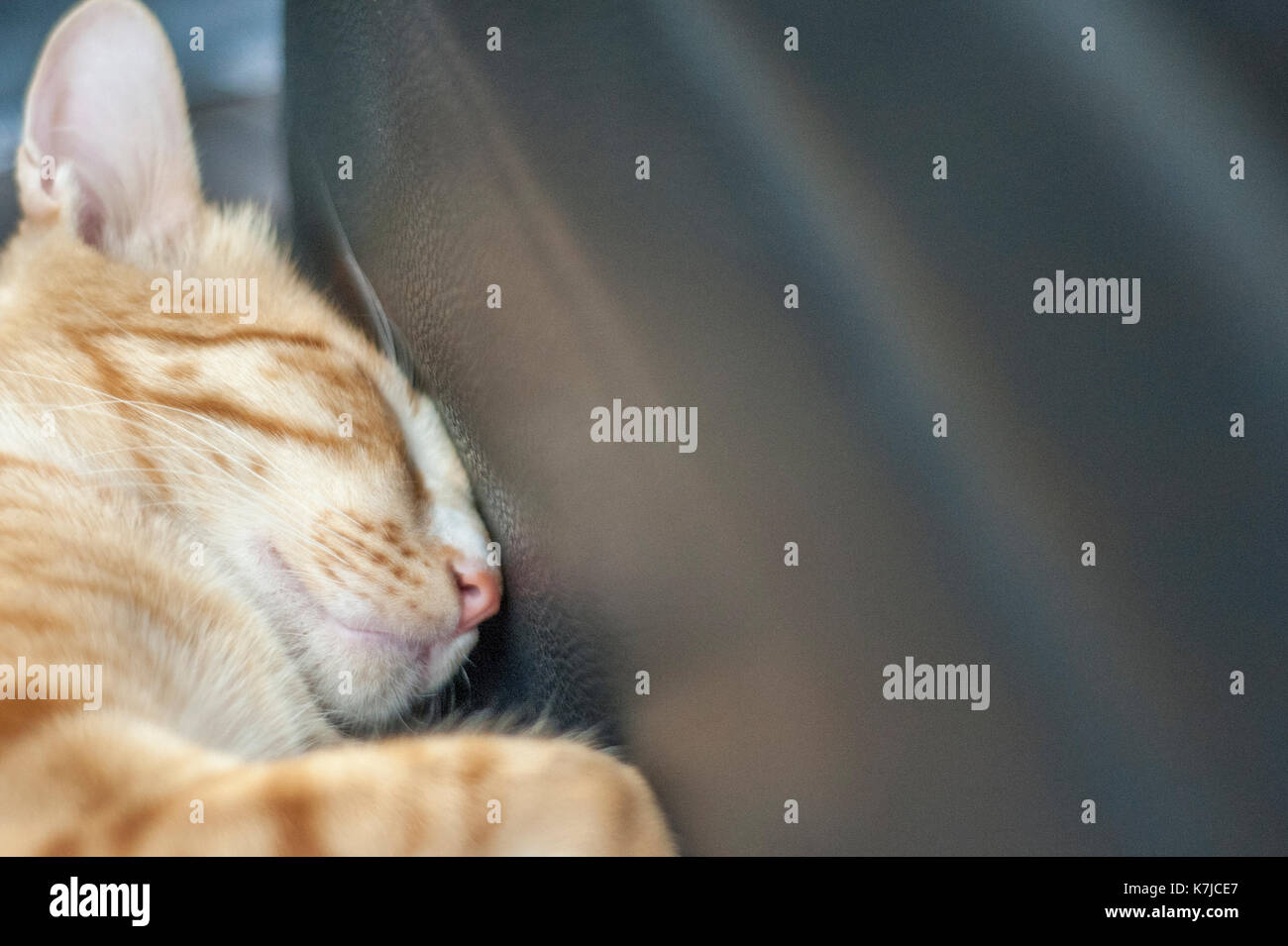 Ginger Cat curls up to sleep Stock Photo Alamy