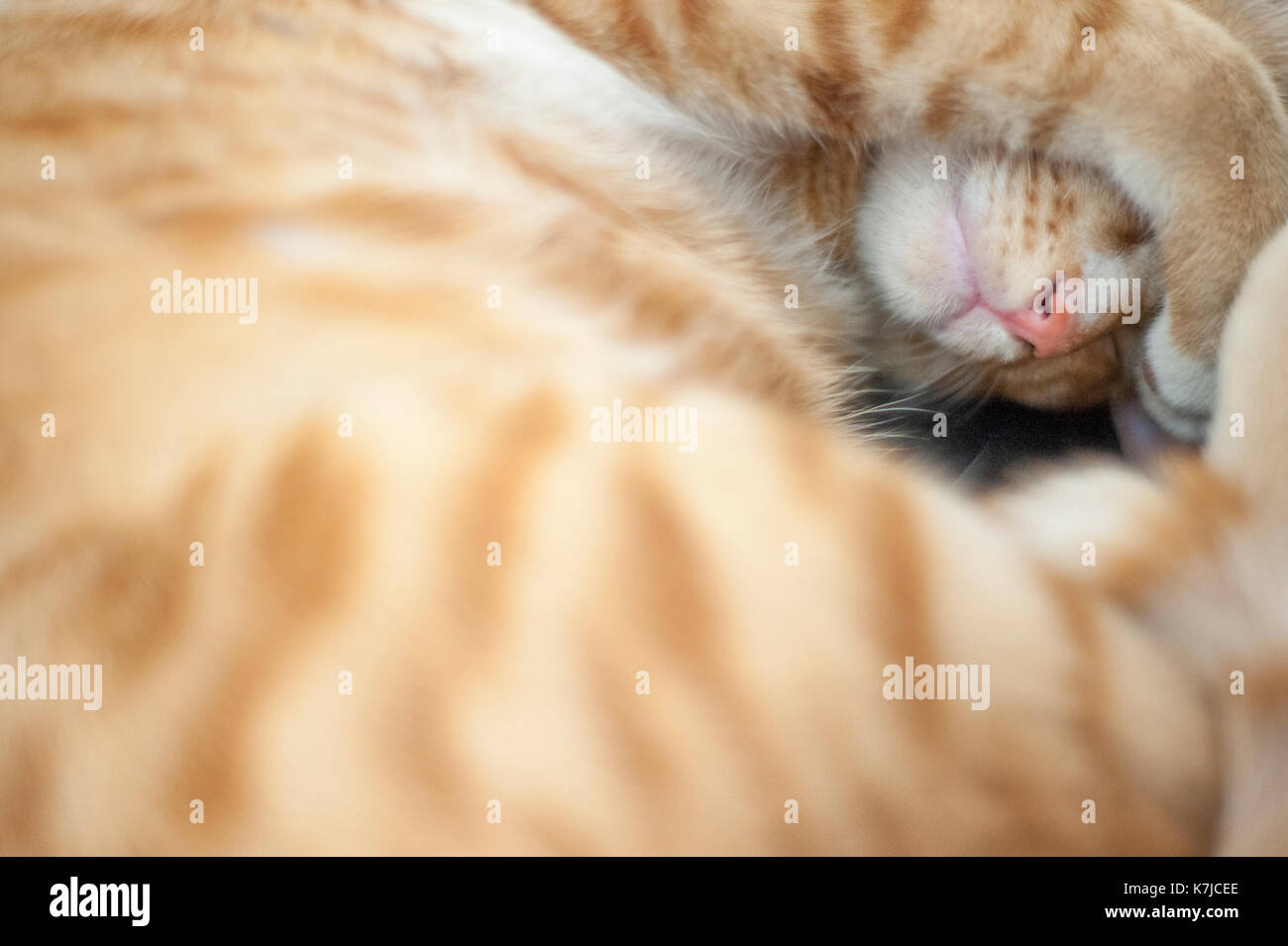 Ginger Cat curls up to sleep Stock Photo Alamy
