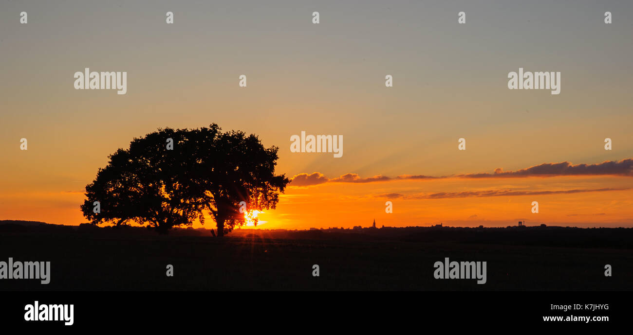 Silhouette of an isolated tree Stock Photo