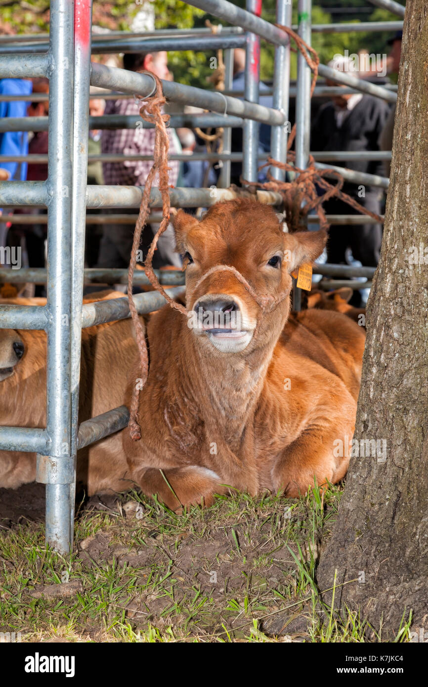 A calf at the cattle fair. Stock Photo