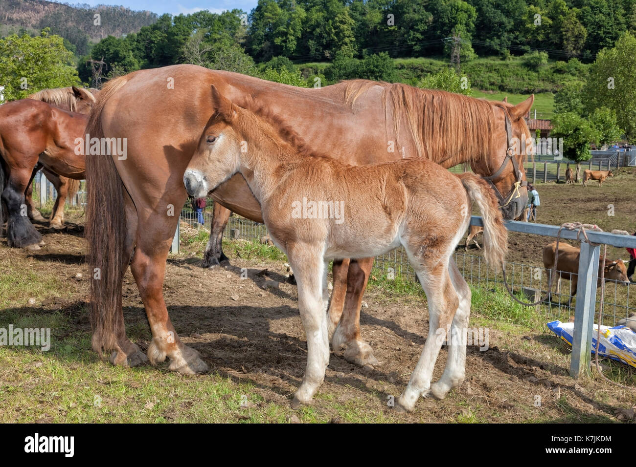 Sale of horses in livestock fair Stock Photo Alamy