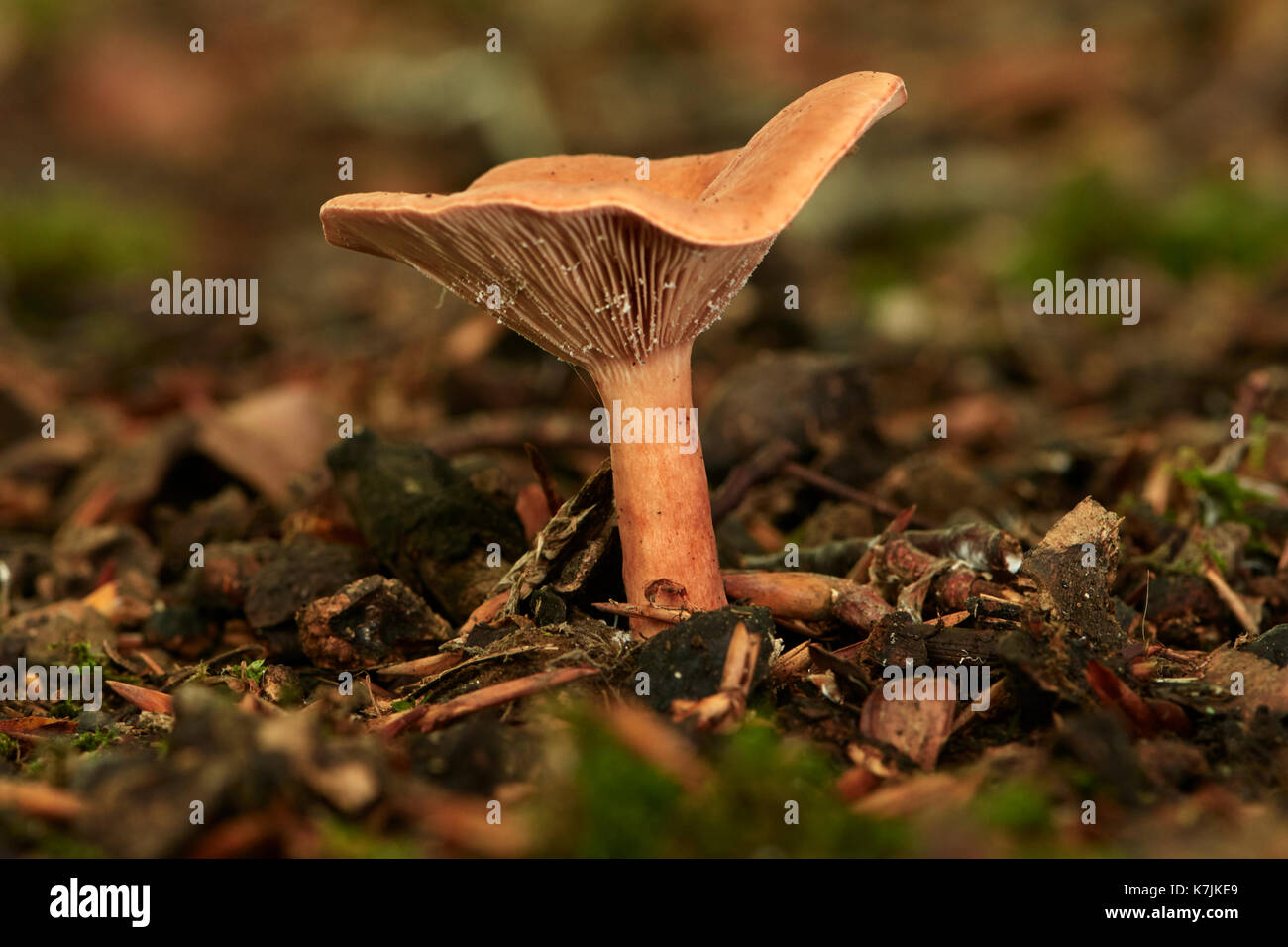 False Chanterelle, Hygrophoropsis aurantiaca, in deciduous woodland