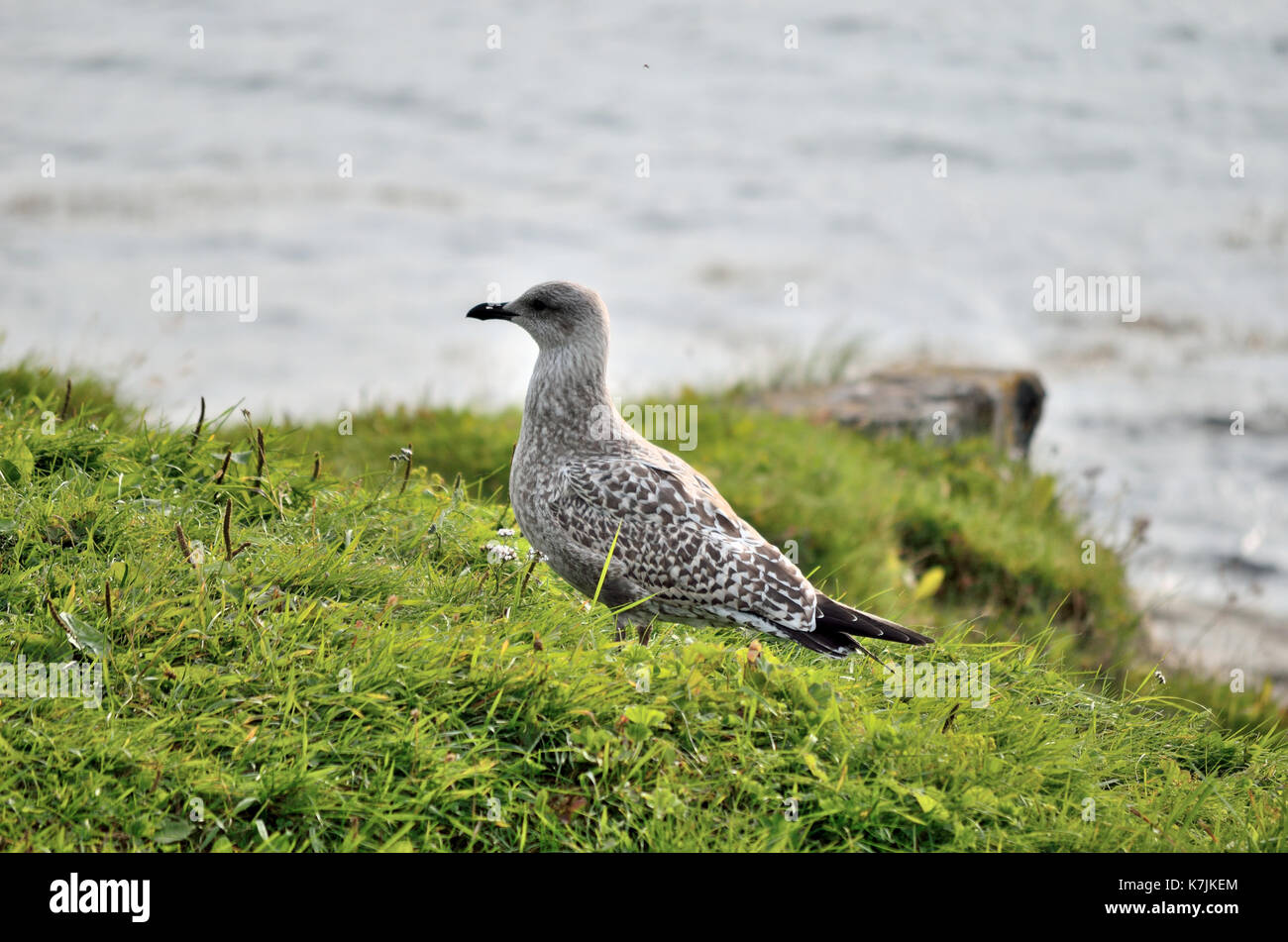 seagull posing on green seashore Stock Photo